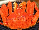 加拿大熟紅皇帝蟹 (7.5磅 - 8磅)